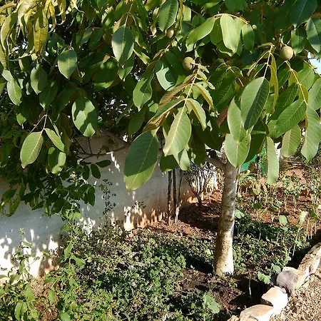 Bellavita Country Holiday home Paderne (Faro)